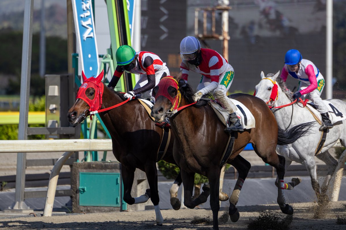 ほむん tweet media