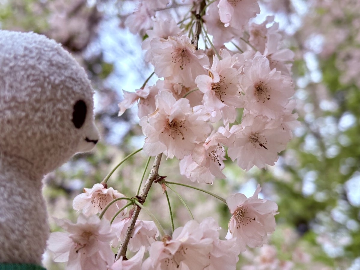 会場の最上公園は桜が満開でした