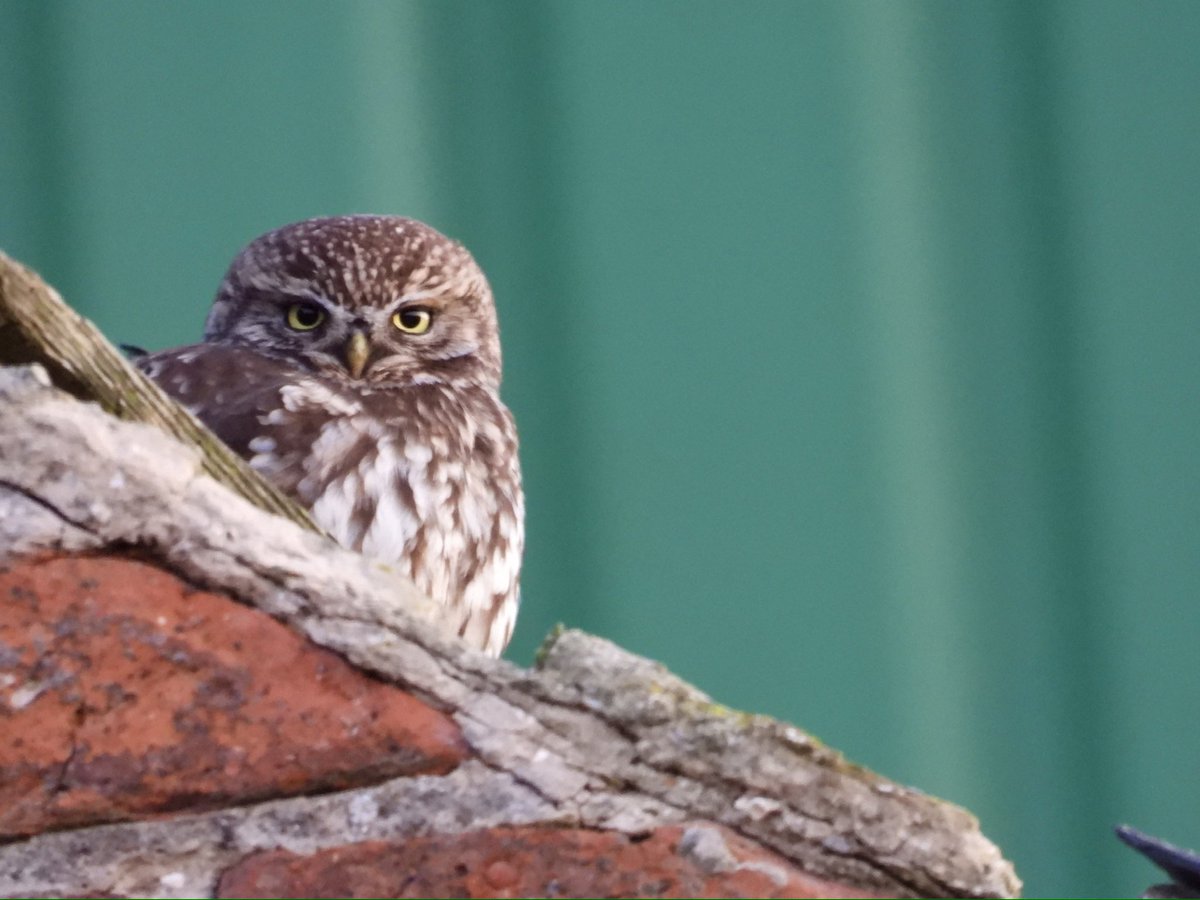 PatHogarth's tweet image. Not getting out birding today due to appointments so here’s a Little Owl giving me that look @BNAscience @Britnatureguide @Natures_Voice @YCNature @BirdGuides @BarnOwlTrust   #TwitterNatureCommunity #owl