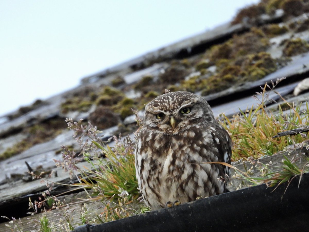 PatHogarth's tweet image. Not getting out birding today due to appointments so here’s a Little Owl giving me that look @BNAscience @Britnatureguide @Natures_Voice @YCNature @BirdGuides @BarnOwlTrust   #TwitterNatureCommunity #owl