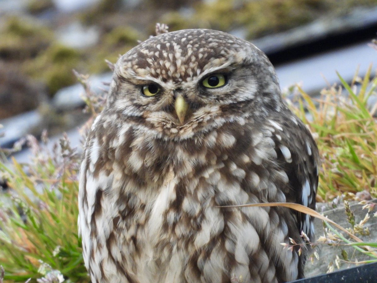 PatHogarth's tweet image. Not getting out birding today due to appointments so here’s a Little Owl giving me that look @BNAscience @Britnatureguide @Natures_Voice @YCNature @BirdGuides @BarnOwlTrust   #TwitterNatureCommunity #owl