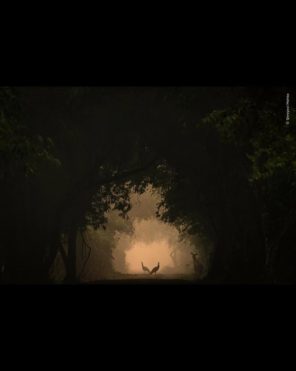 folkative tweet media