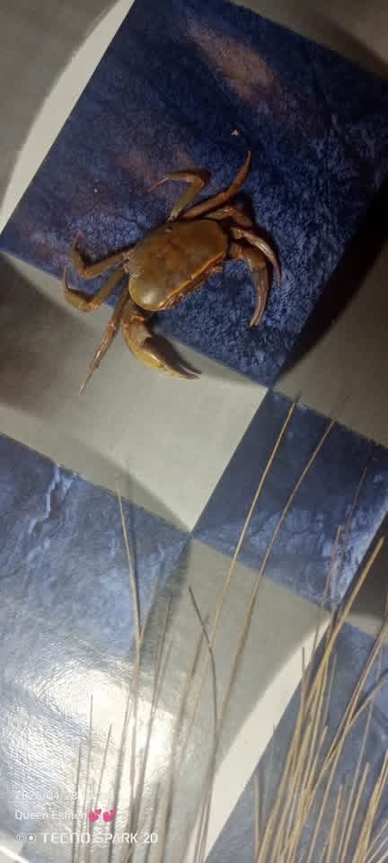 Victoria A tweet media