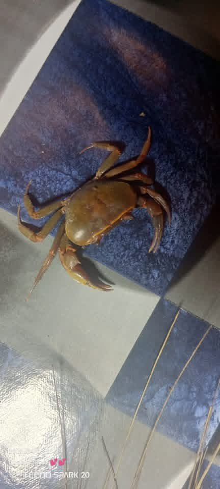 Victoria A tweet media