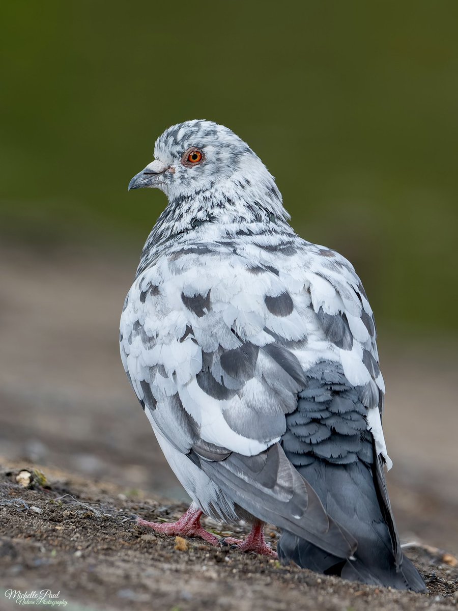 Michelle Paul tweet media