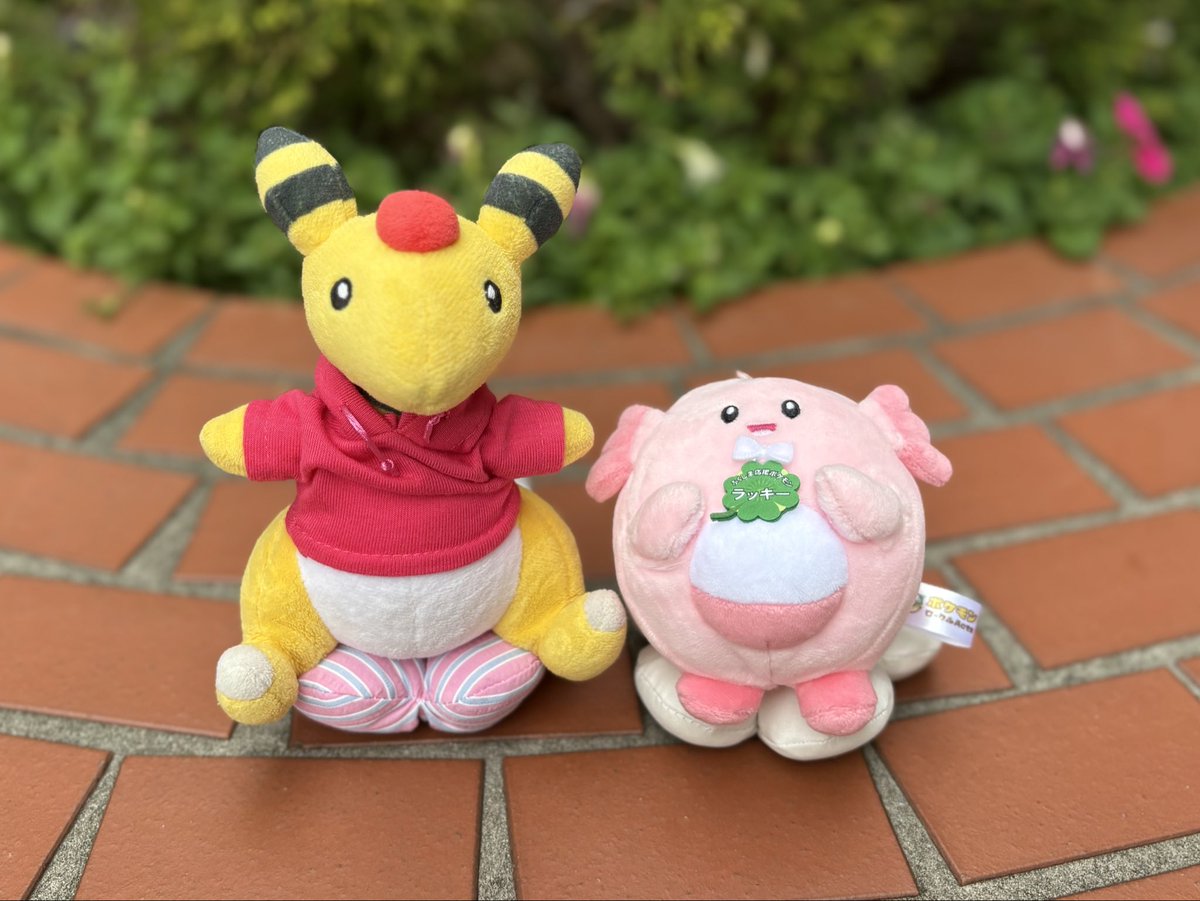 アリス tweet media