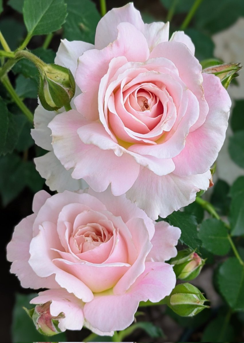 moryrose's tweet photo. こんばんは〜

今日の庭から〜
🌹シュシュ
咲き始めました🩷

明日が良い日になりますように✨
#バラ
#花
#ガーデニング https://t.co/t4Q9pKHgeX