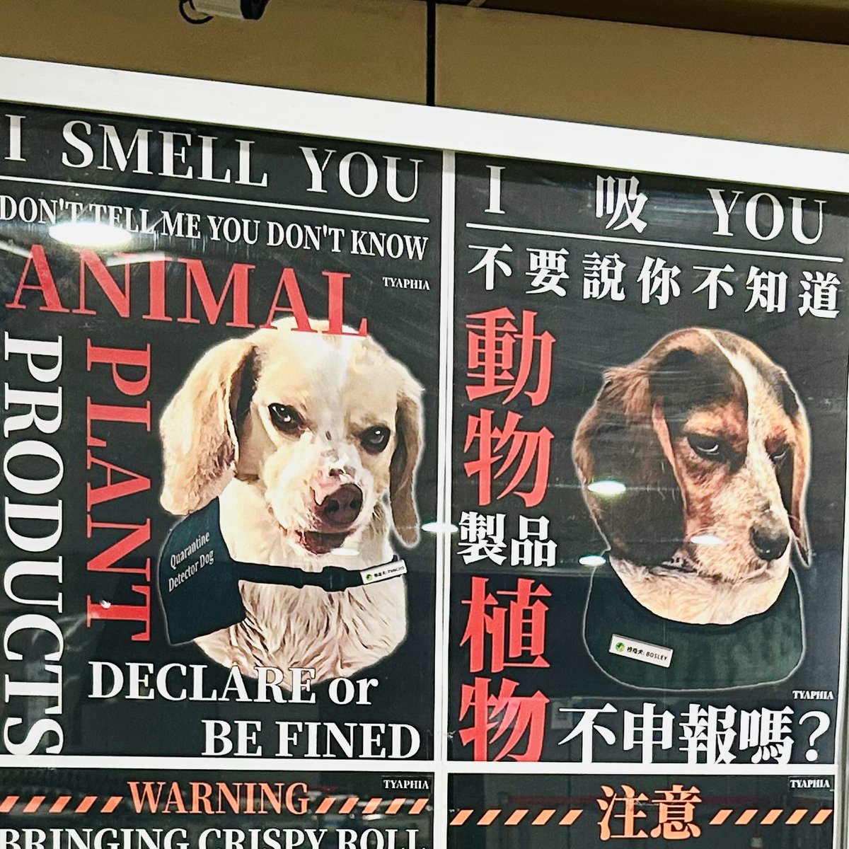 台湾、検疫探知犬の凄みがだんだん増して来てる！！