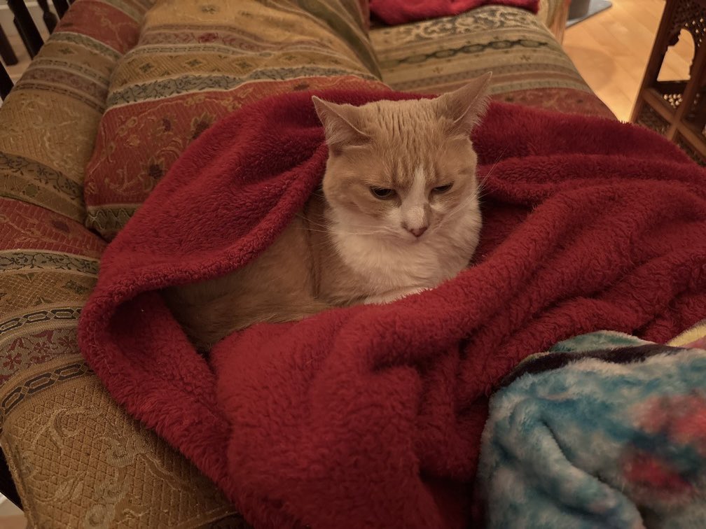 Ann Koplow tweet media