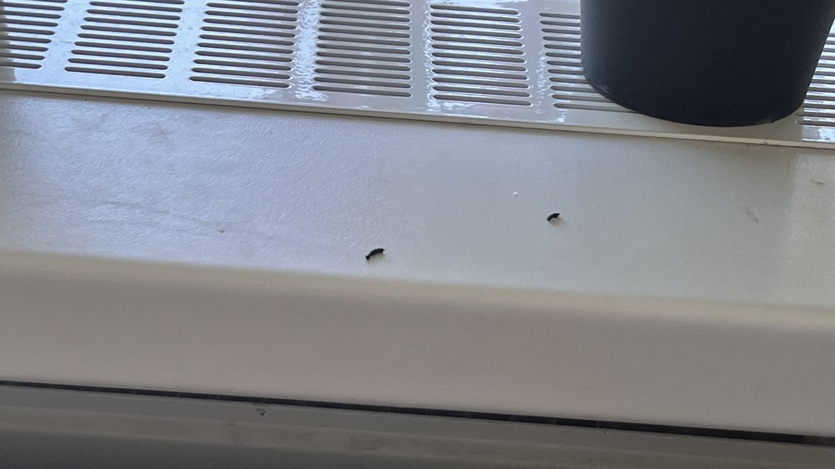 Toch een muis op bezoek gehad?