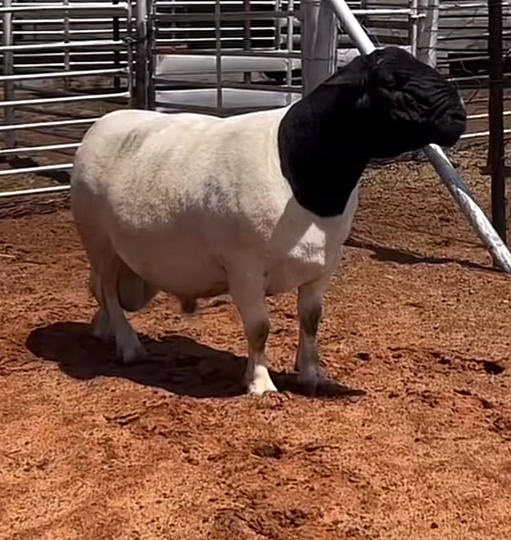 🍁RASTA MAN™🍁 tweet media