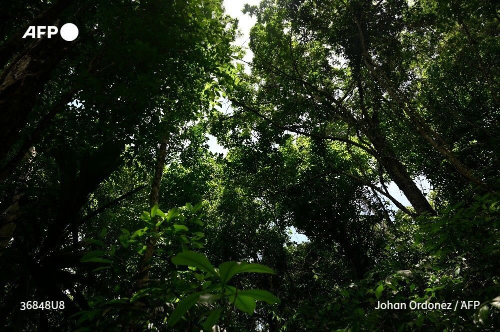 Agence France-Presse tweet media