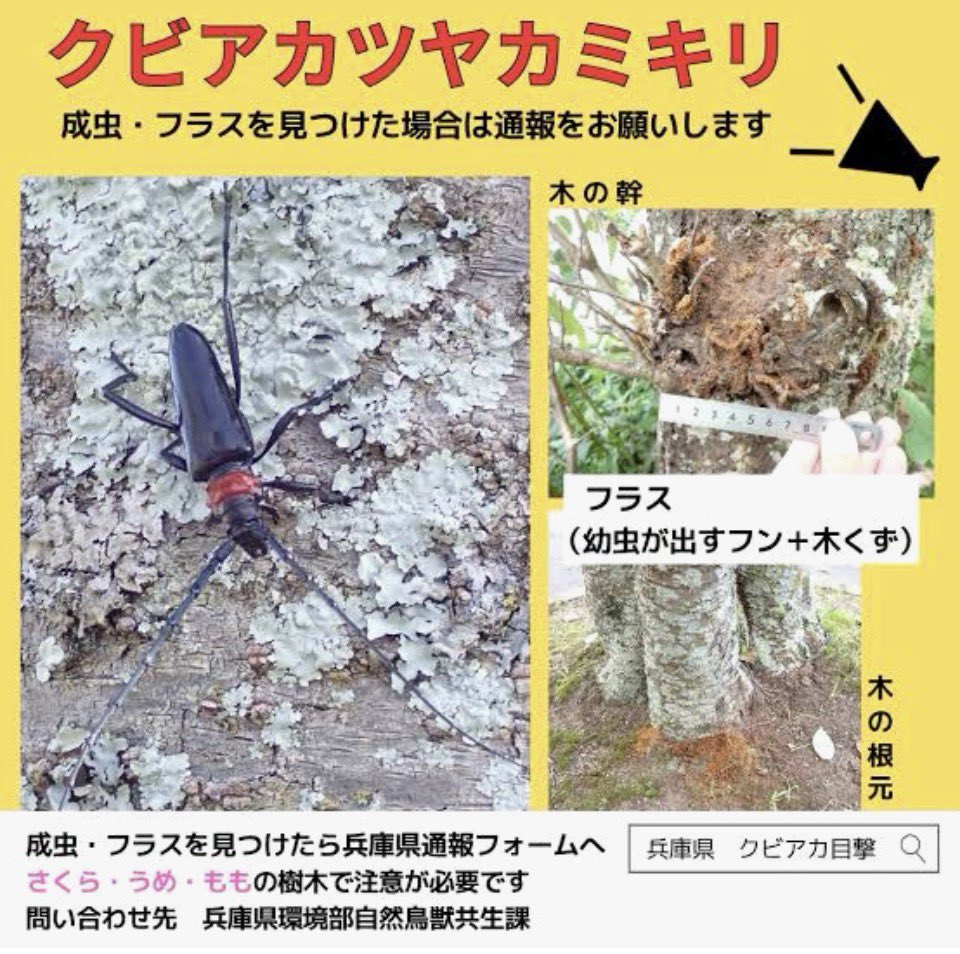 <a href="/city_setagaya/">世田谷区広報</a> <a href="/ayakadonchan/">綵花（あやか）5月31日まで休職中。</a> これですね。