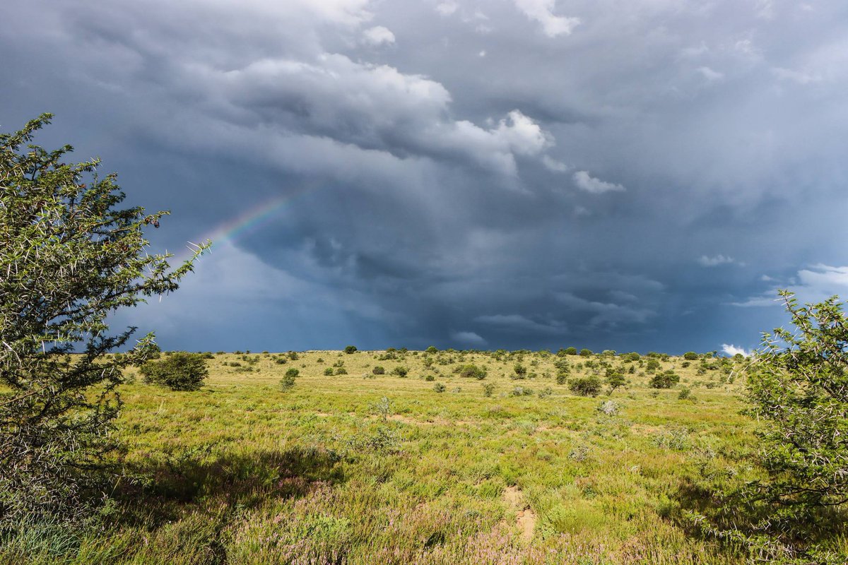 SANParks Mountain Zebra tweet media