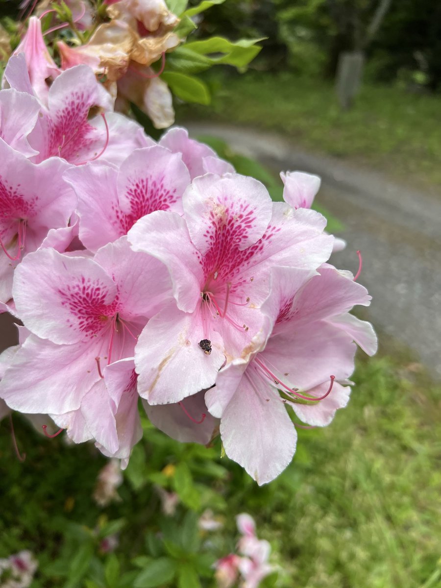 Larf_Lambda's tweet photo. 花見て炭焼いた https://t.co/63qGI9zK2U