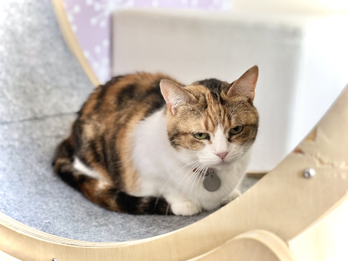 保護猫カフェmoff moff🐈 tweet media