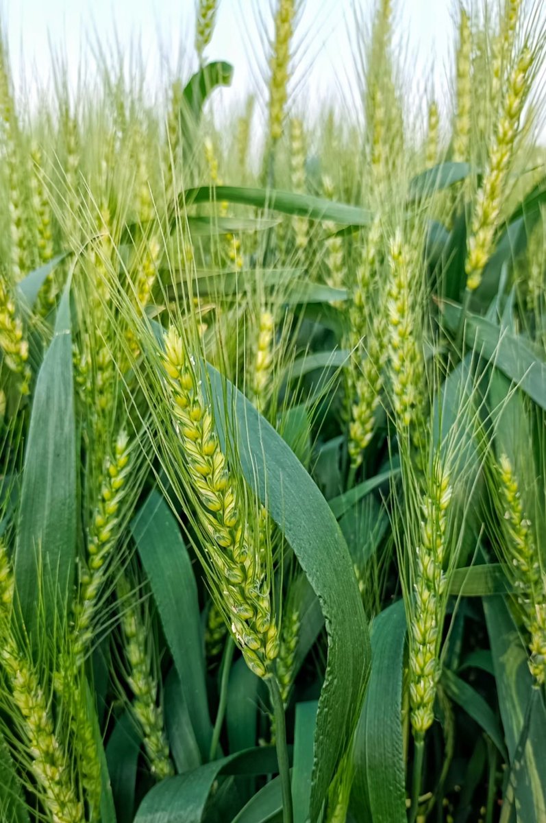 anzhuang123's tweet photo. 小麦🌾 https://t.co/zsaA59rS78