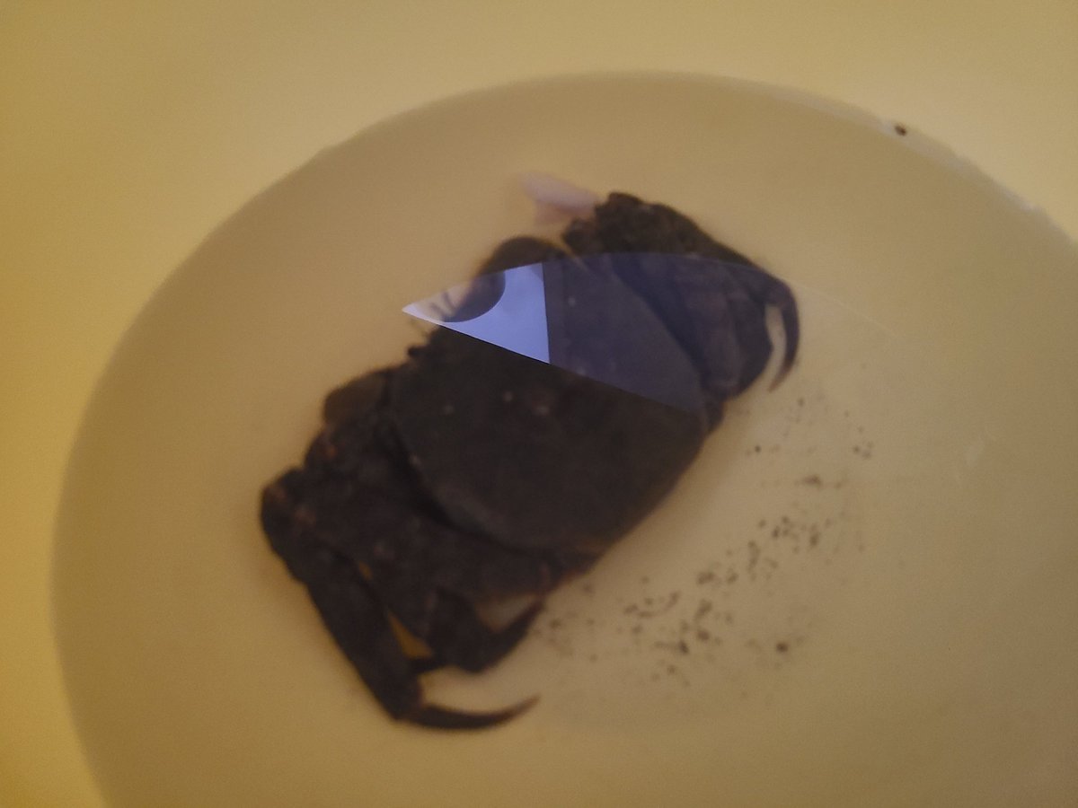 まるもふみー tweet media