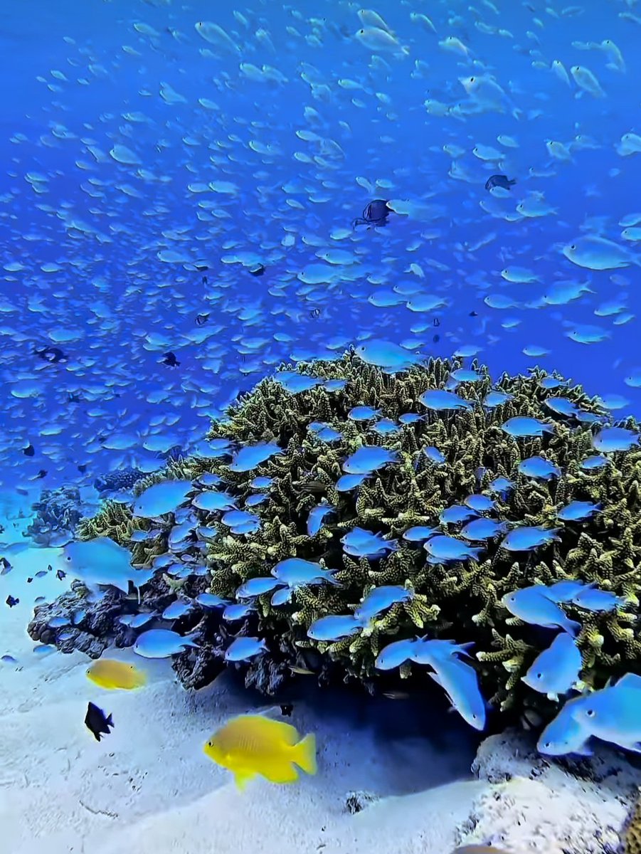 tesan_paolo's tweet image. #rediscovered #youth #universal #health
greenwayglobal.it/checkout?hash=…