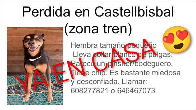 areagossosbdn's tweet image. ⚠️ACTUALIZACIÓN⚠️
La perrita perdida en #Castellbisbal #Barcelona ya ha sido encontrada.🤩
Gracias a tod@s por la difusión.
👏👏👏
#XarxaBarcelonaTrobats
#FemXarxa