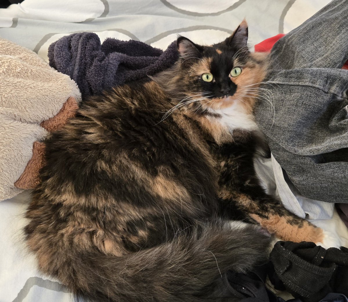 Finch ⭐☁️| Comms OPEN (30% off) tweet media