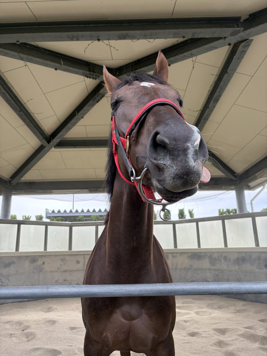 ｎｏｄｏｋａ tweet media