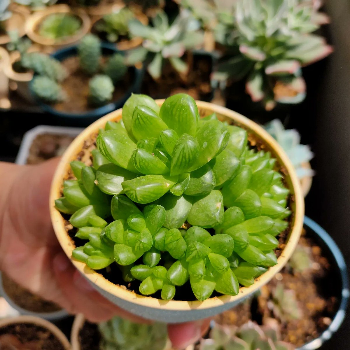 zoza47554956's tweet image. Turn an old glass jar into a cute plant pot! Clean it, add pebbles + soil, then pop in a succulent. Zero waste, 10/10 charm  #Upcycle #DIY #SustainableLiving