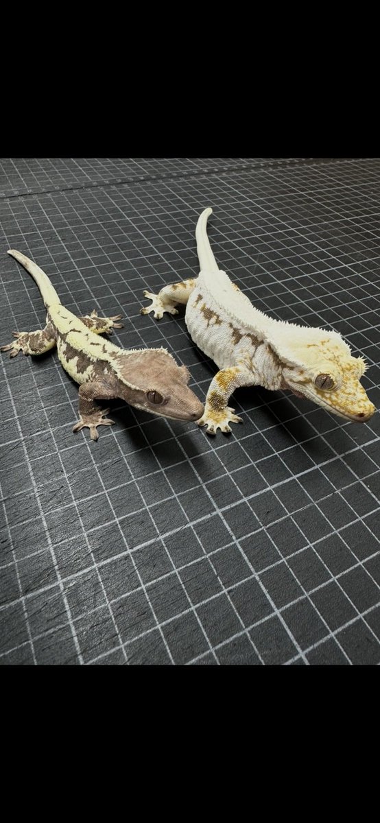 ナルビーCREATURE.BREEDING tweet media