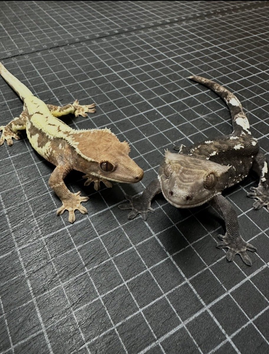 ナルビーCREATURE.BREEDING tweet media