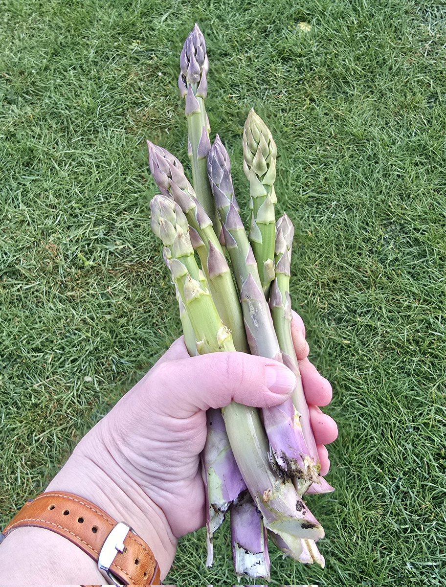 Veronicam1967's tweet image. Happy asparagus harvest this morning. #allotment #growyourown