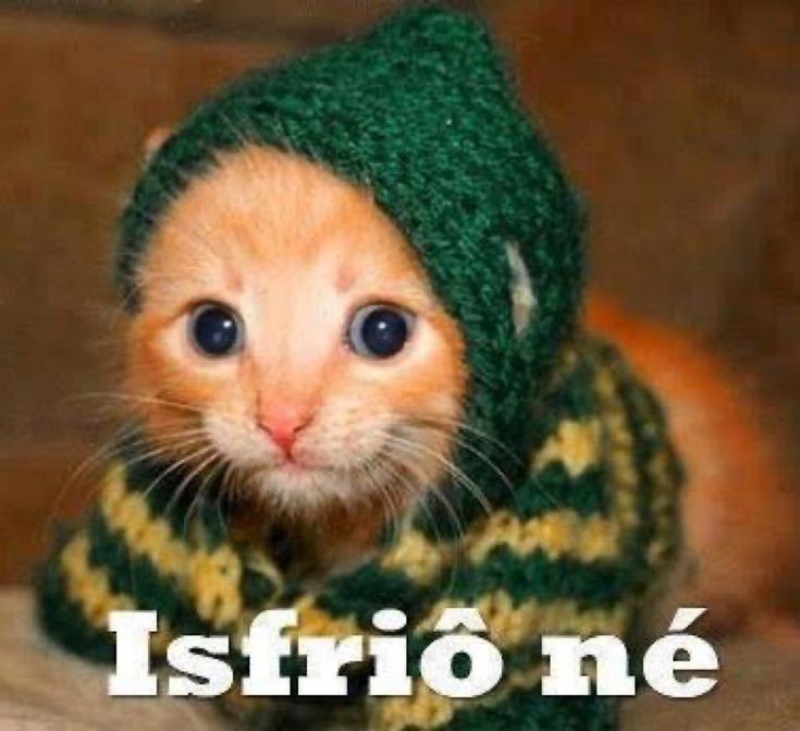 Lealdade tweet media
