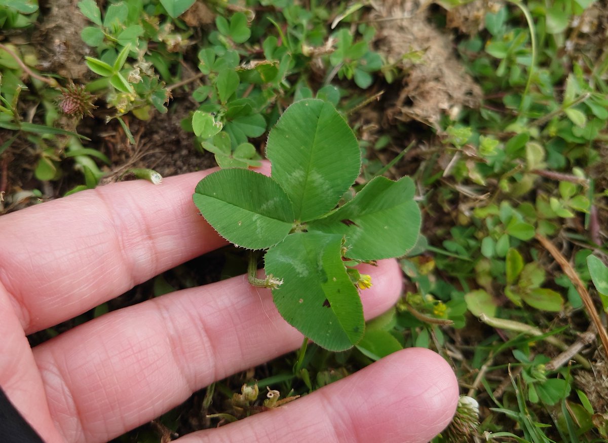 yyinonono's tweet photo. 今年初めてみつけた幸せのお裾分け。
#植物 https://t.co/Mv90EkvHzC
