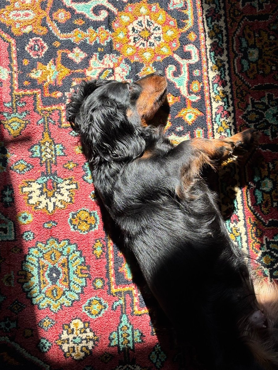 аня кчау tweet media