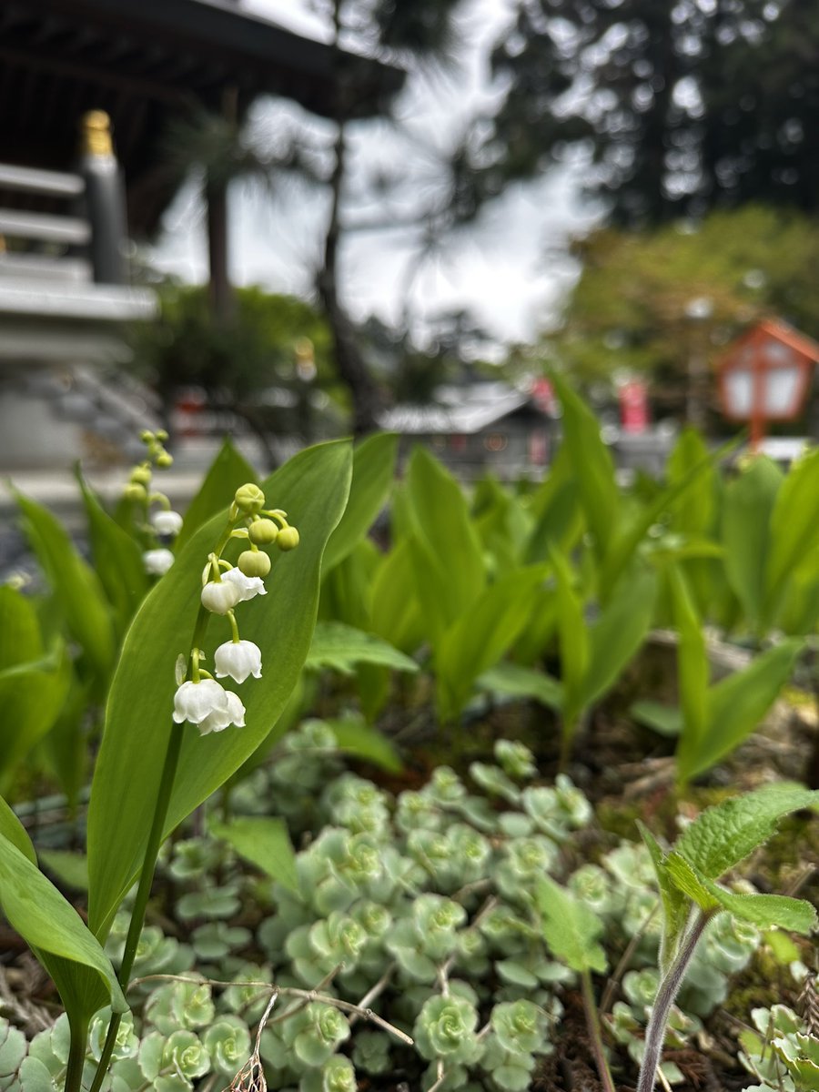 うんぺんじーの坊主 tweet media