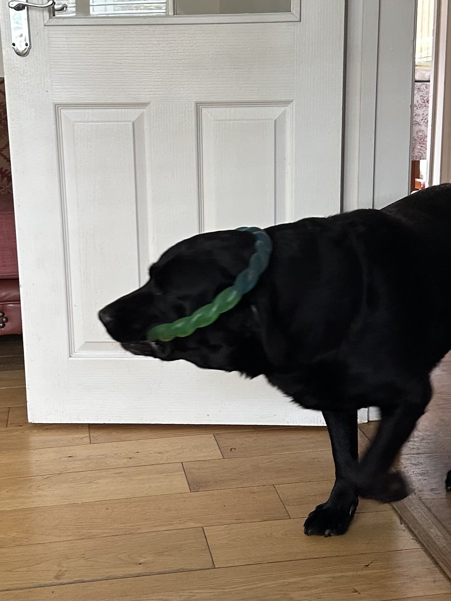 nellandsara's tweet image. Giant Labrador Dave loves wearing his toy over his head. His sister Chocolate Lab Harriet is not amused.

conversationswithnell.org/2026/04/29/hal…

#dogs #labradors #conversation #story