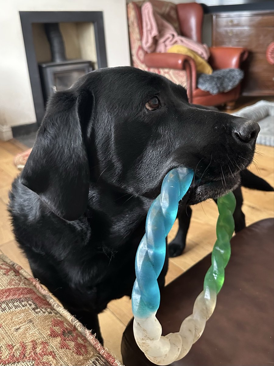 nellandsara's tweet image. Giant Labrador Dave loves wearing his toy over his head. His sister Chocolate Lab Harriet is not amused.

conversationswithnell.org/2026/04/29/hal…

#dogs #labradors #conversation #story