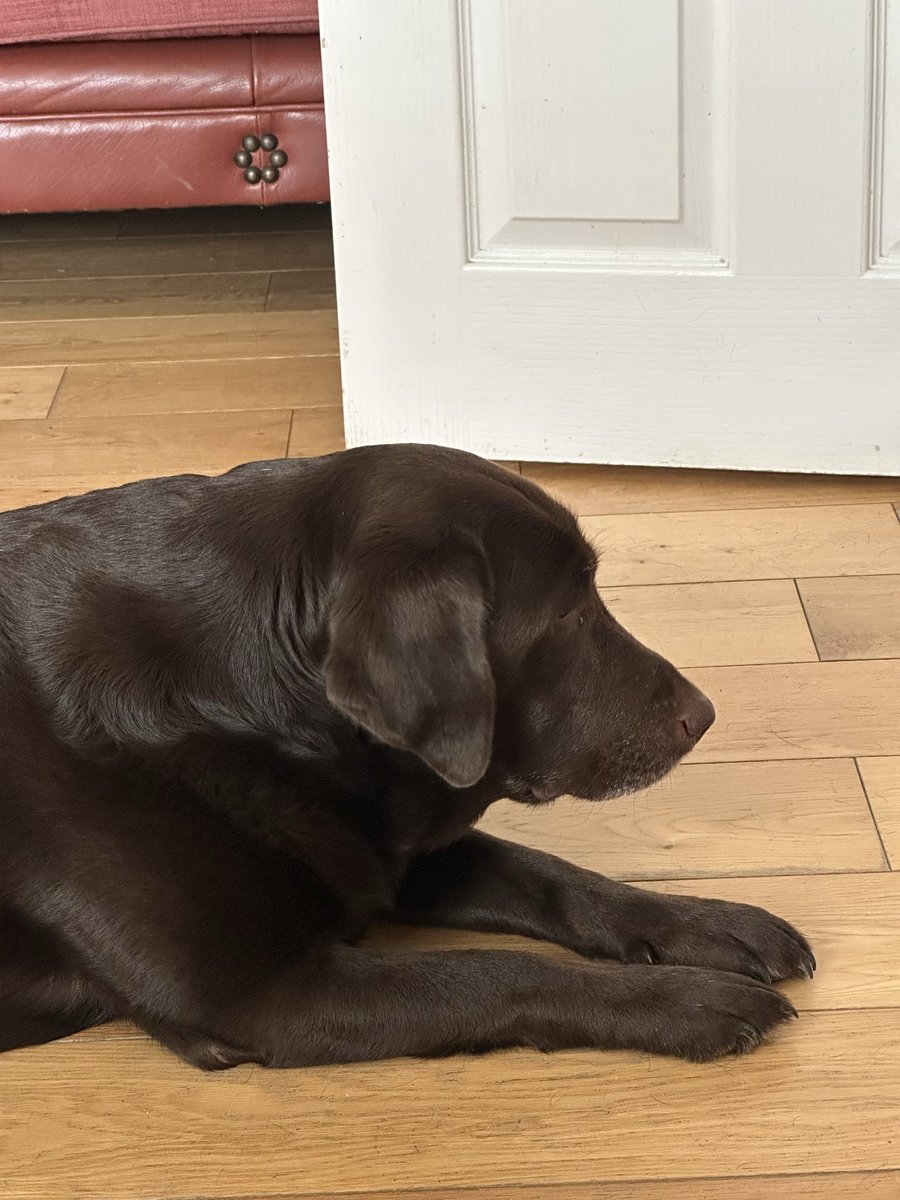 nellandsara's tweet image. Giant Labrador Dave loves wearing his toy over his head. His sister Chocolate Lab Harriet is not amused.

conversationswithnell.org/2026/04/29/hal…

#dogs #labradors #conversation #story