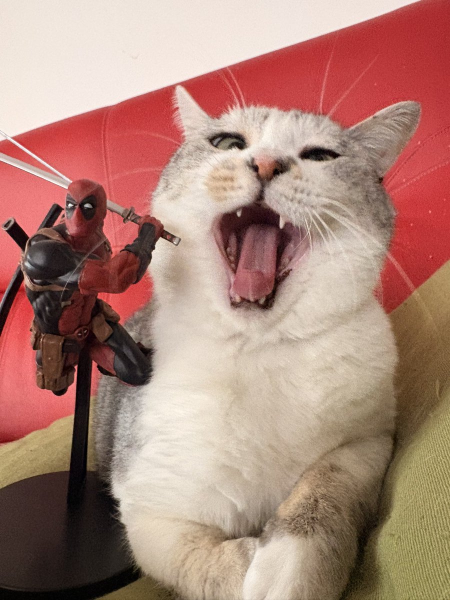 catyahoo1's tweet photo. セカンドストリートでいいもん買ったから猫と一緒に https://t.co/0wnj09bXaC