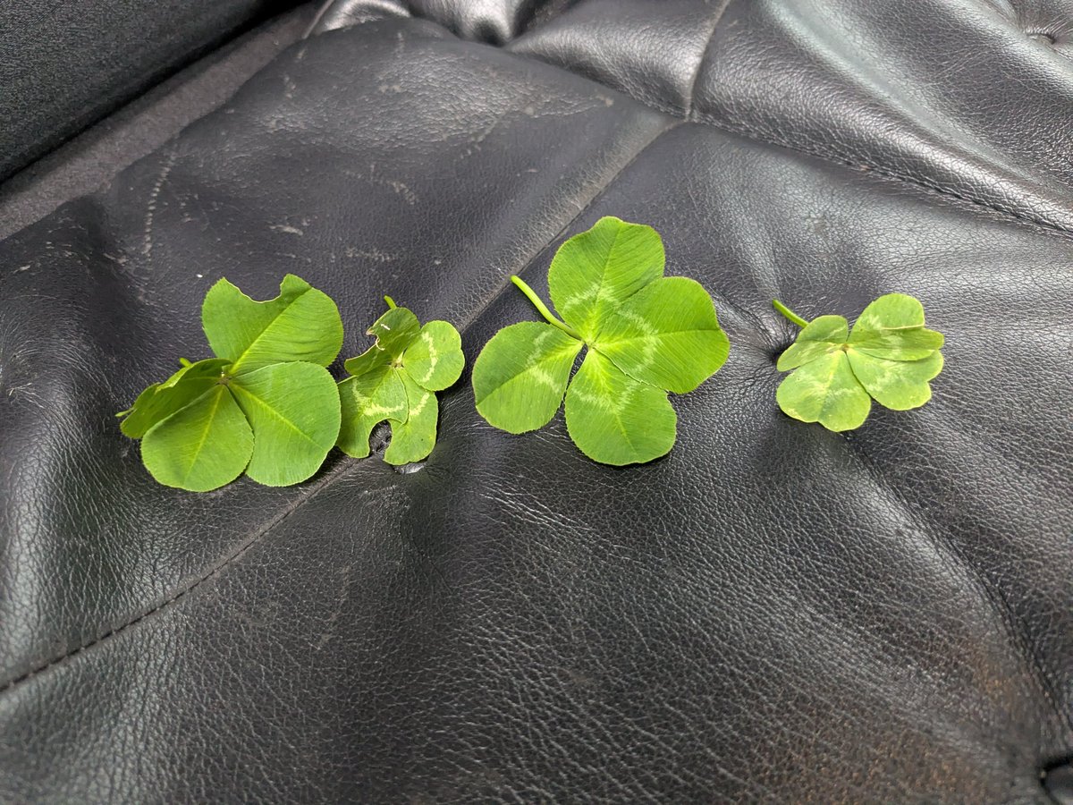 hio_games's tweet photo. 友達と遊びに行ったら4葉のクローバー4つ見つけた🍀

友達は5葉のクローバー見つけてた https://t.co/ORaCYWoIRs