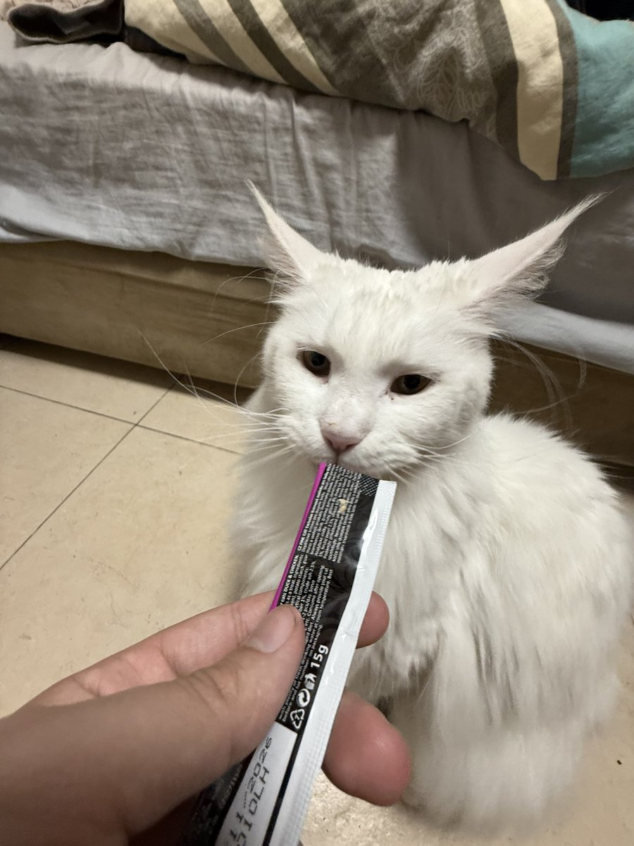 Shai🇮🇱 tweet media