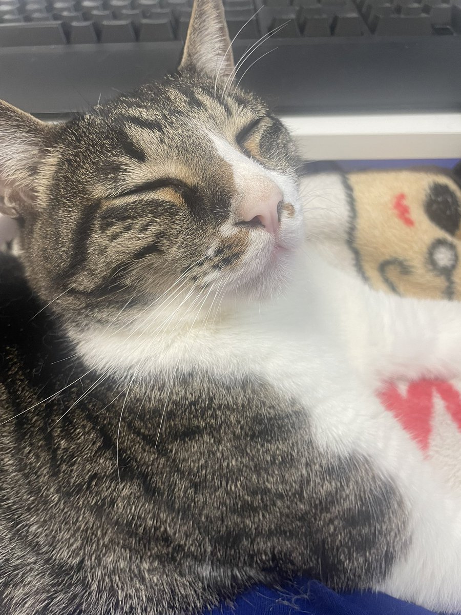猫羽心々愛 tweet media