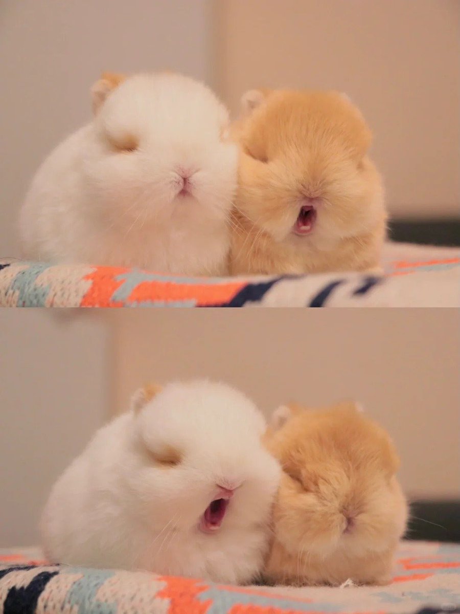 Why you should have a rabbit tweet media