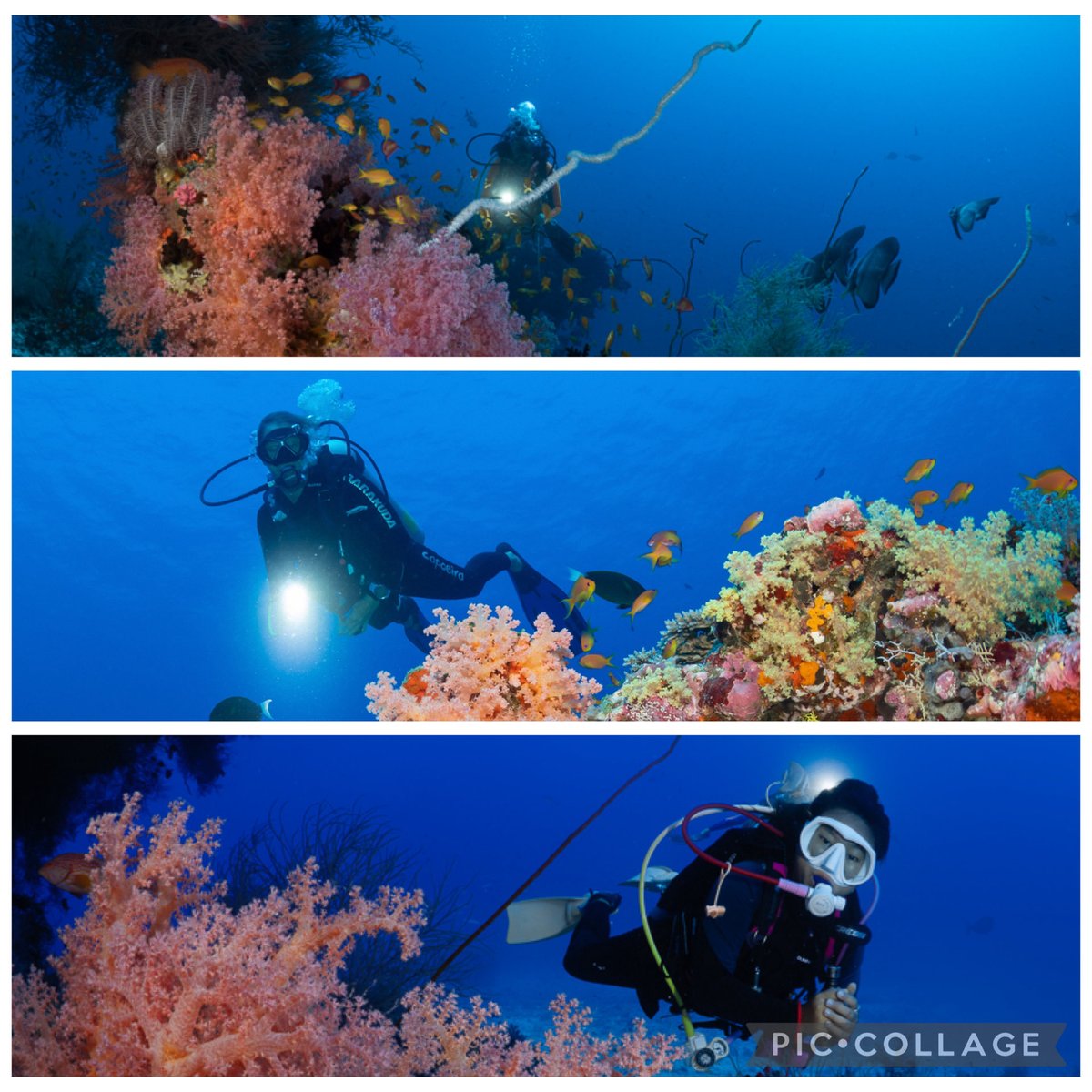 OceanDimensions's tweet image. Add some color to your life and start diving.
#color #diving #scuba #scubadiving #maldives