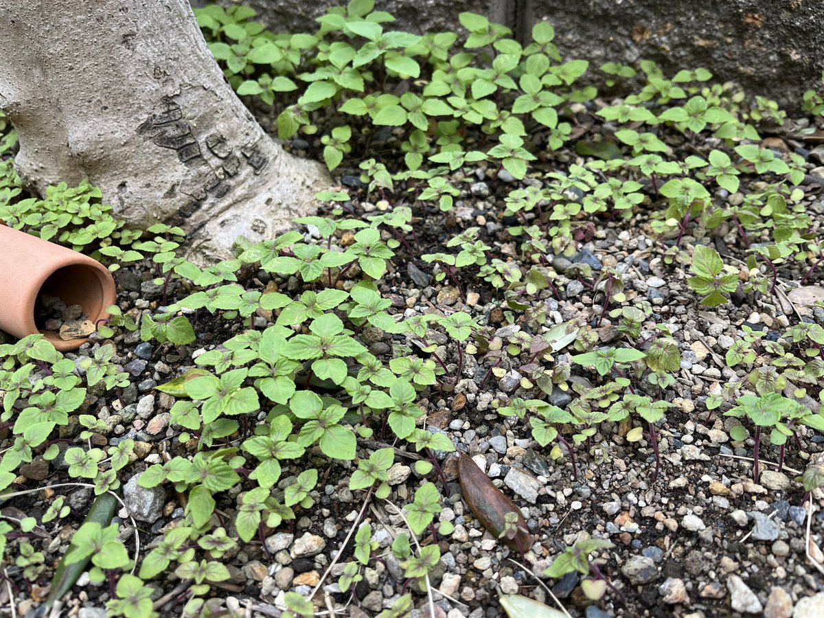 ﾀｹｿﾞｳ 🧸next Chevon6.24𓃲𓃵𓃲 tweet media