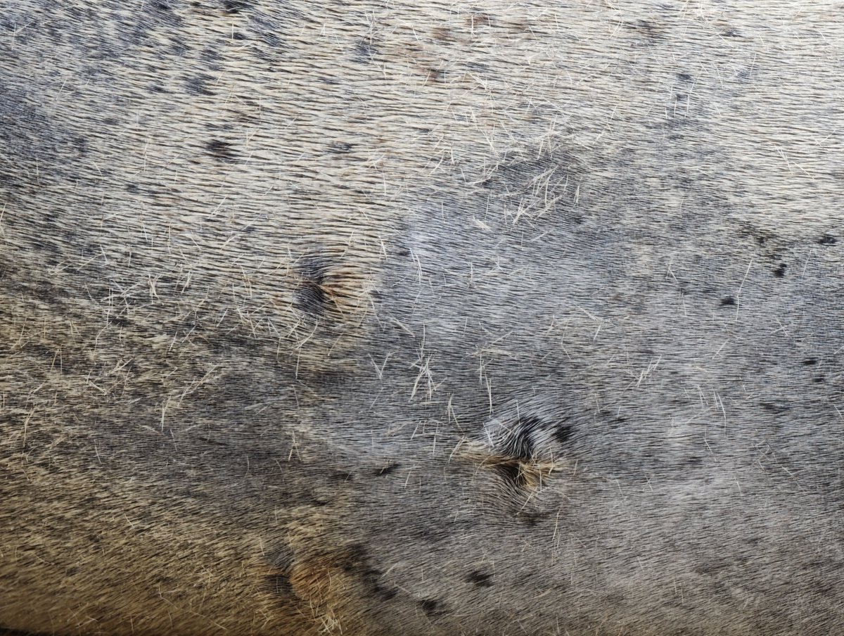 MUKAI Satoru tweet media