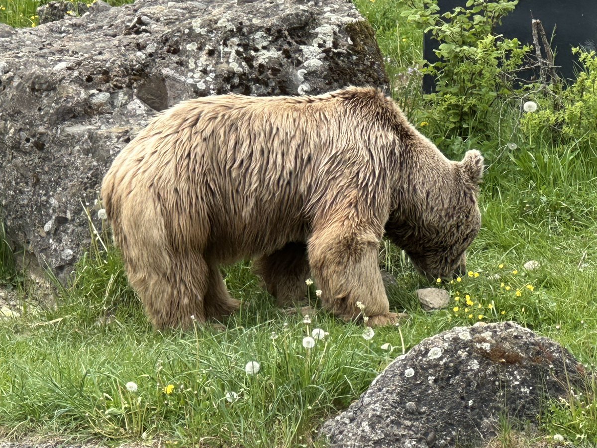 sofiehofmann's tweet image. Takis, The Papa Bear exploring 
• Syrian Brown Bear 
• Goldau Nature and Animal Park 
• Natur- und Tierpark Goldau 

#switzerland #tierparkgoldau 

©SofieHofmann.com 
26042607134538