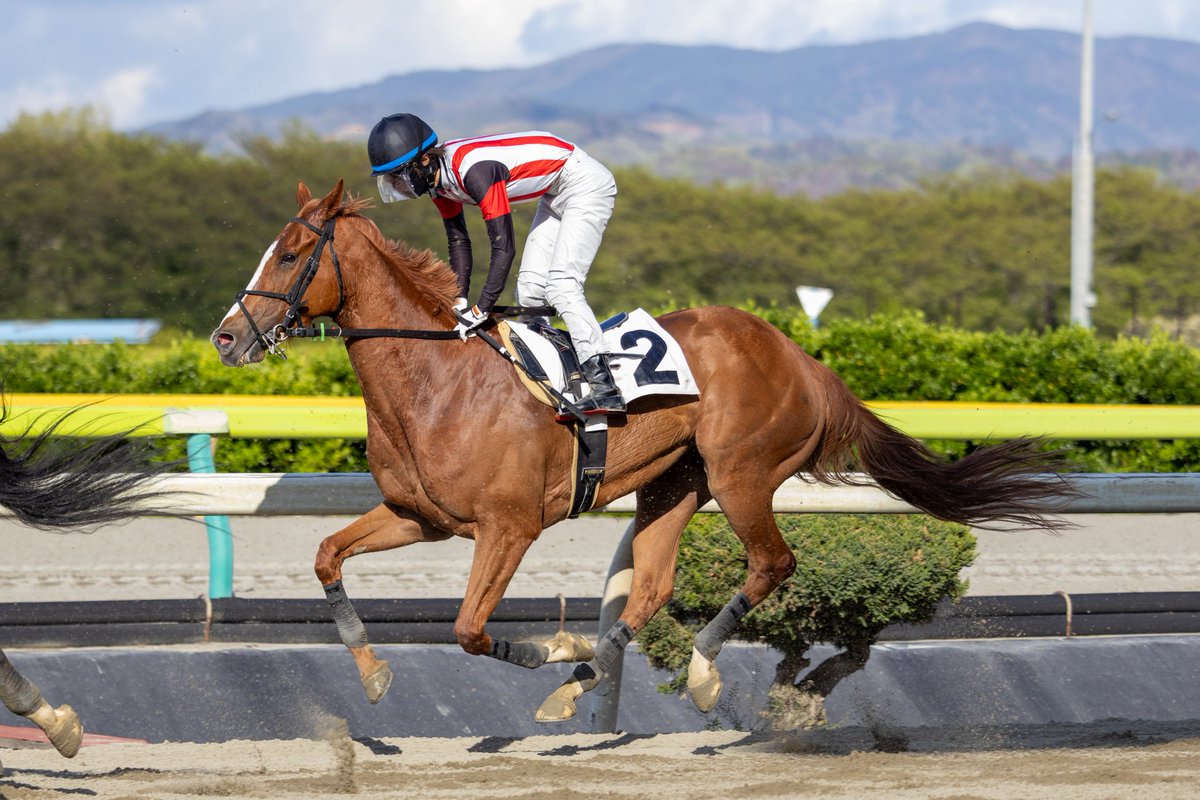 ほむん tweet media