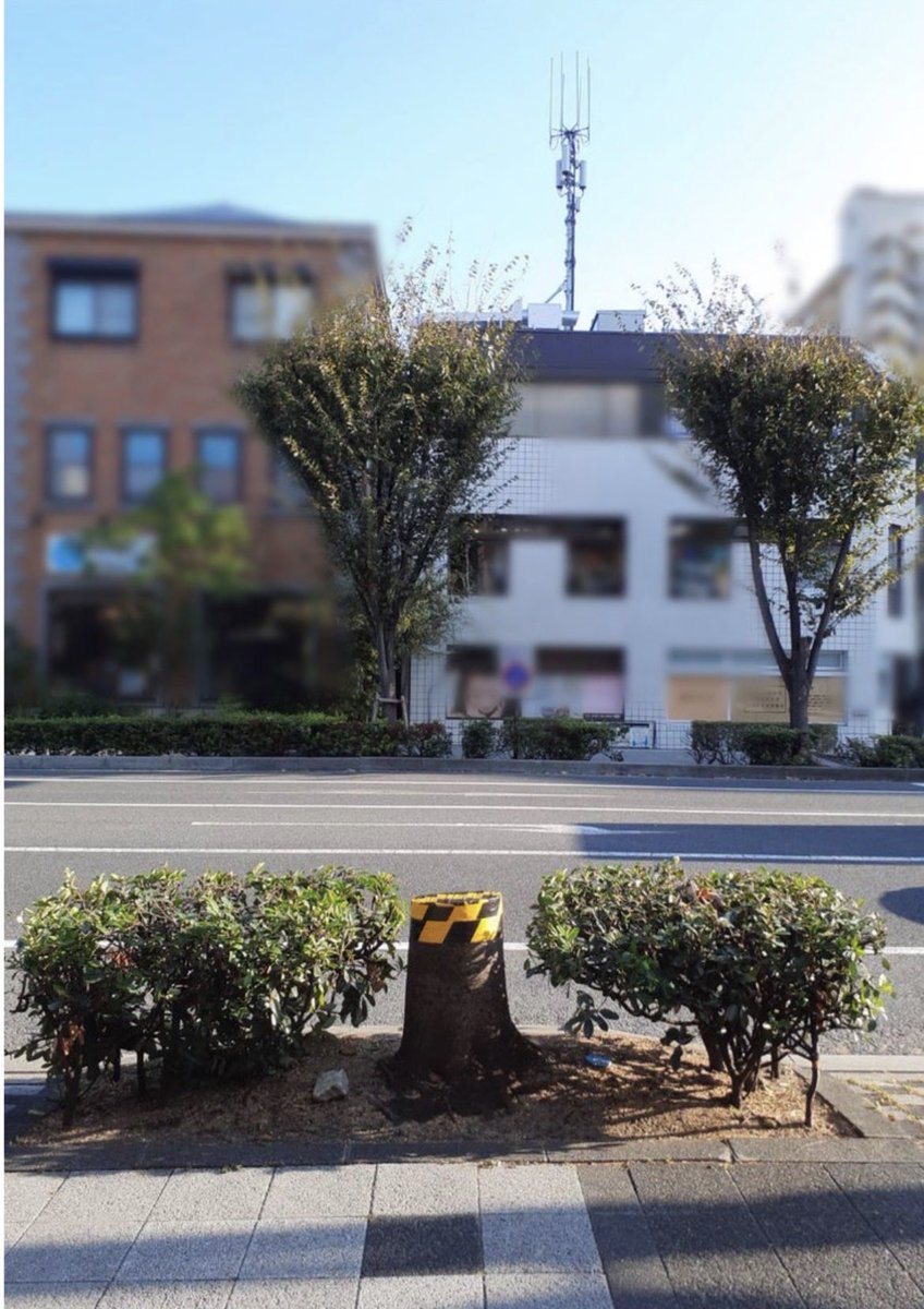 Oneness_ringo's tweet image. たけのこ掘りに行ってきたよ🤗

🚨【目覚めた人だけが気づく真実】
銀杏並木や街路樹がコロナ以降、急に丸坊主に切られてるの、気づいてる？

以前は緑のトンネルだったのに…今はただの棒。

「#5G の電波を通すため」
高周波5Gは木の葉でブロックされやすい→だから全国で強剪定。