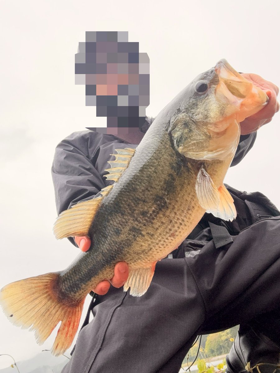 cOaMSavMoZXwe2a's tweet photo. 冷たい雨の中、1スポットで2キャッチ！

スクーパーフロッグマグナムはルアーパワーがやばい。 https://t.co/7v86y5AGPN