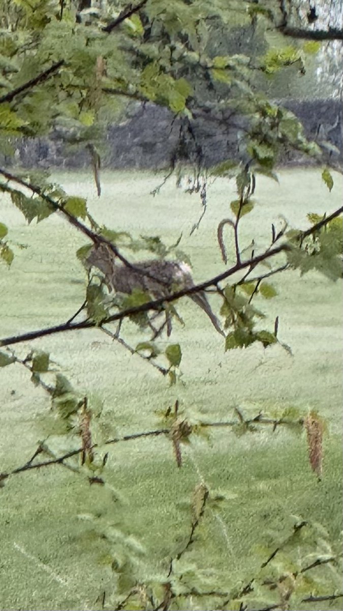 alistairgilli10's tweet image. Early morning walk almost caught the local deer herd ,chilly start but you can tell its going to be a scorcher today enjoy the sunshine #morning #walk #walker #wednesday #motivation